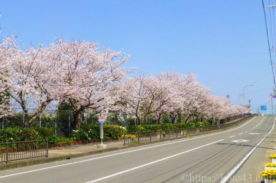 長与総合公園前の桜並木