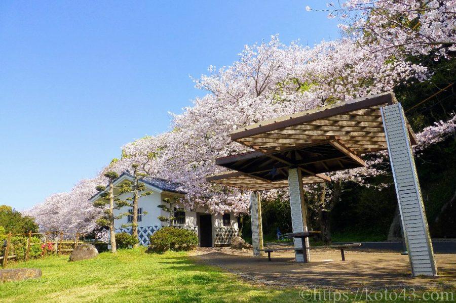 和三郎憩いの広場の桜