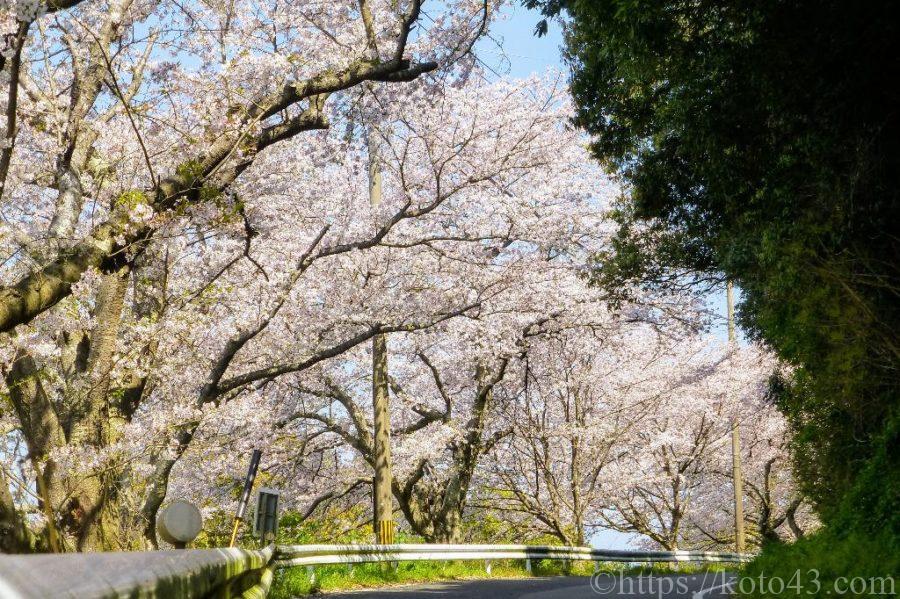 和三郎憩いの広場の桜並木